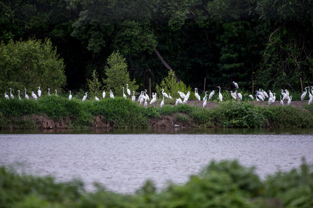 The little egret and cattle egrets are living in rice field in petchburi, Thailandの写真素材