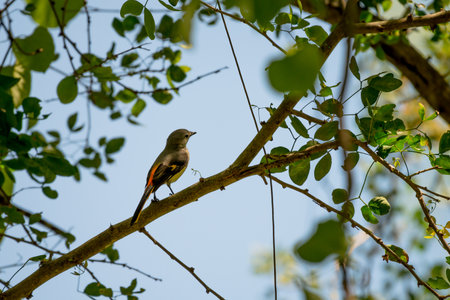 The small minivet is a small passerine bird. This minivet is found in tropical southern Asiaの写真素材