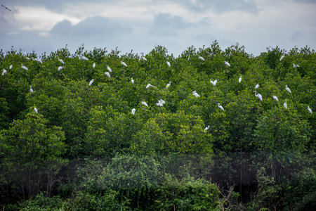 The little egret and cattle egrets are living in rice field in petchburi, Thailandの写真素材
