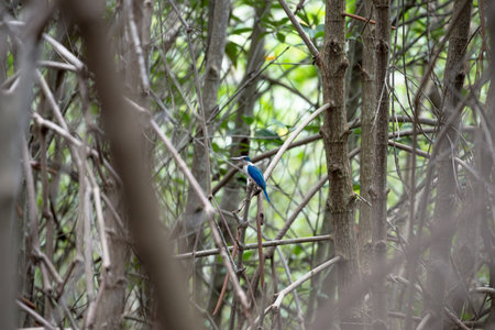 The collared kingfisher or mangrove kingfisher is a medium-sized kingfisher belonging to the subfamily Halcyoninae, the tree kingfishers. It is also known as the white-collared kingfisher.の写真素材