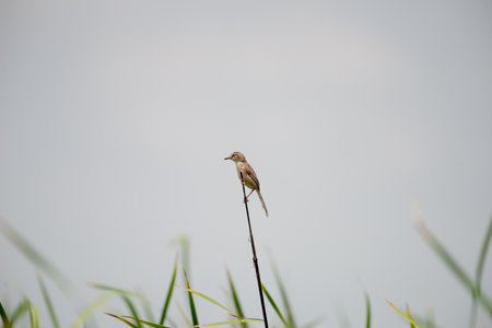 The plain prinia or white-browed wren-warblerの写真素材
