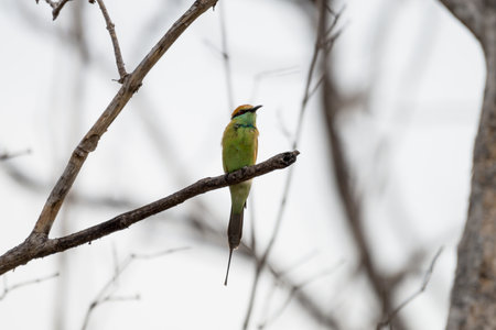 The green bee-eater or little green bee-eater is a near passerine bird in the bee-eater family.の写真素材
