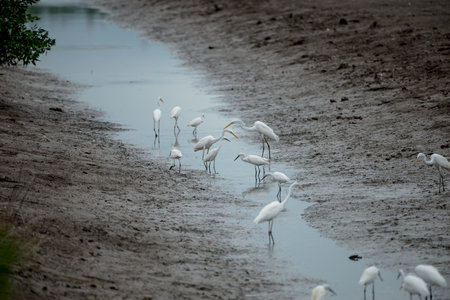 The little egret and cattle egrets are living in rice field in petchburi, Thailand