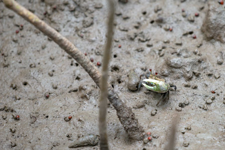 A fiddler crab, sometimes known as a calling crab, may be any of approximately 100 species of semi-terrestrial marine crabsの写真素材