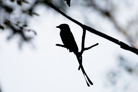 silhouette of Black Drongo birdの写真素材