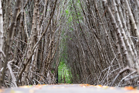 Mangrove forest walkway at Phetchaburi ,Thailand