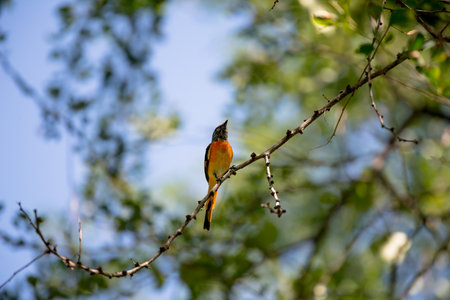 The small minivet is a small passerine bird. This minivet is found in tropical southern Asia