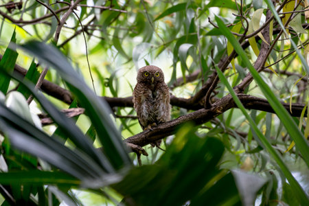 The Asian barred owlet is a species of true owl, resident in northern parts of the Indian Subcontinent and parts of Southeast Asia.の写真素材