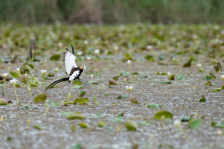 Pheasant-tailed Jacana is the most beautiful waterbird with long tail lived, walk on floating vegetation in shallow lakesの写真素材