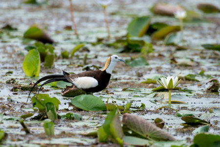 Pheasant-tailed Jacana is the most beautiful waterbird with long tail lived, walk on floating vegetation in shallow lakesの写真素材