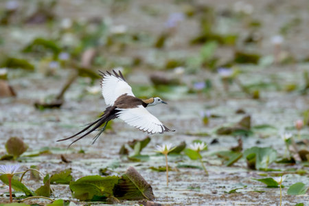 Pheasant-tailed Jacana is the most beautiful waterbird with long tail lived, walk on floating vegetation in shallow lakesの写真素材