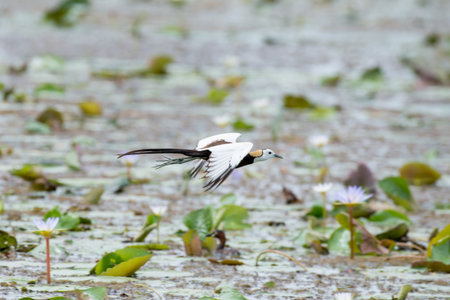 Pheasant-tailed Jacana is the most beautiful waterbird with long tail lived, walk on floating vegetation in shallow lakesの写真素材