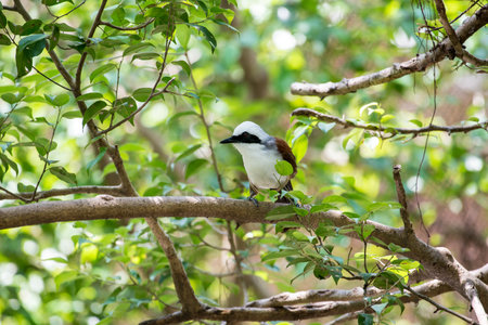 White-crested Laughingthrushの写真素材