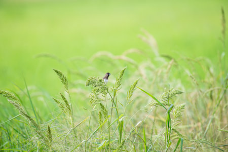 White-rumped Munia in green rice fields backgroundの写真素材