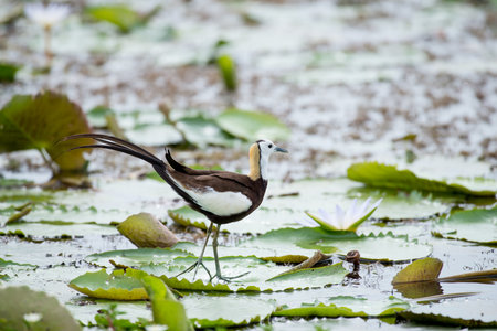 Pheasant-tailed Jacana is the most beautiful waterbird with long tail lived, walk on floating vegetation in shallow lakesの写真素材