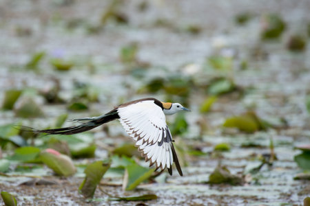 Pheasant-tailed Jacana is the most beautiful waterbird with long tail lived, walk on floating vegetation in shallow lakesの写真素材