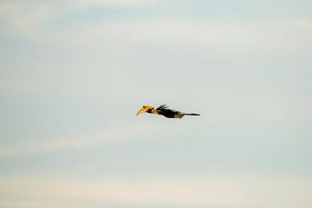 Flying great hornbill at Khao Yai national park, THAILANDの写真素材