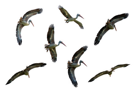 Group of spot billed pelican flying with blue sky in Thailandの写真素材
