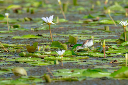 Pheasant-tailed Jacana juvenile の写真素材