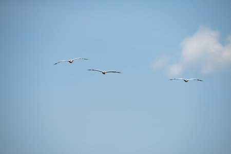 Flying spot billed pelican or grey pelican in Thailandの写真素材