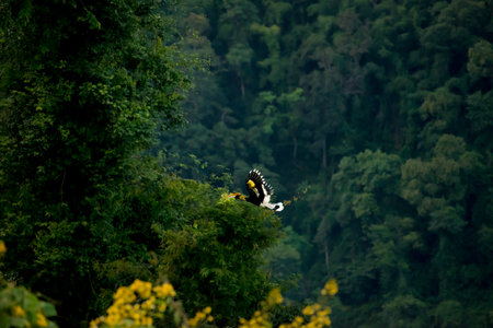 Flying great hornbill at Khao Yai national park, THAILANDの写真素材