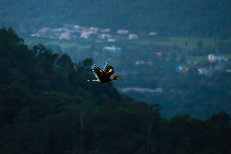 Flying great hornbill at Khao Yai national park, THAILANDの写真素材