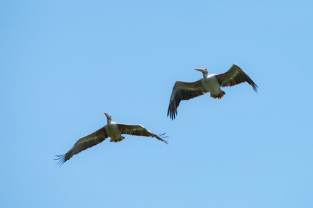 Flying spot billed pelican or grey pelican in Thailandの写真素材