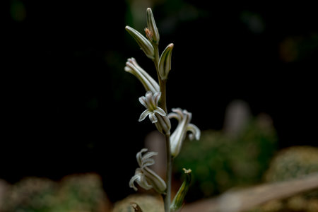 Haworthia is a large genus of small succulent plantsの写真素材