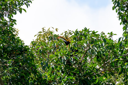 Great hornbill at Khao Yai national park, THAILAND