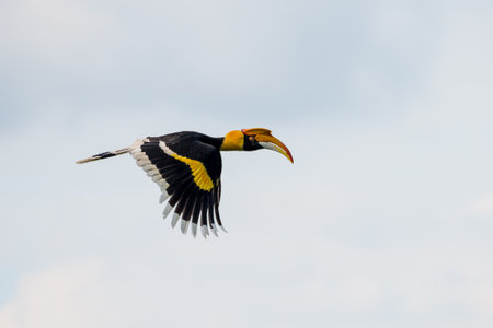 Flying great hornbill at Khao Yai national park, THAILANDの写真素材