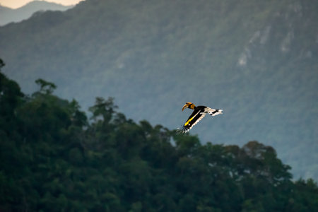 Flying great hornbill at Khao Yai national park, THAILANDの写真素材