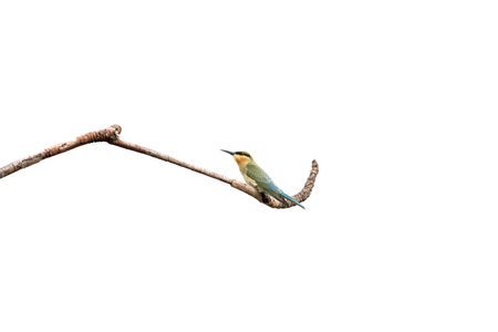The blue-tailed bee-eater, it breeds in southeastern Asia.の写真素材