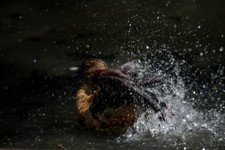 Lesser Whistling Duckの写真素材
