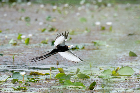 Pheasant-tailed Jacana is the most beautiful waterbird with long tail lived, walk on floating vegetation in shallow lakesの写真素材