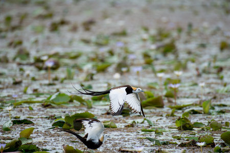 Pheasant-tailed Jacana is the most beautiful waterbird with long tail lived, walk on floating...