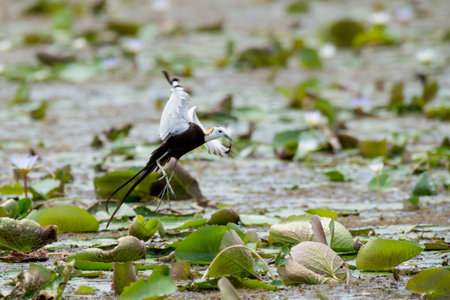 Pheasant-tailed Jacana is the most beautiful waterbird with long tail lived, walk on floating vegetation in shallow lakesの写真素材