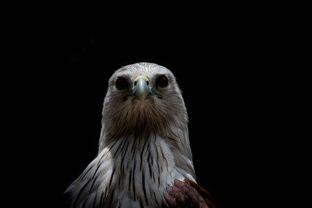 Close up head of Brahminy Kite with black backgroundの写真素材