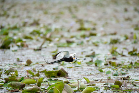 Pheasant-tailed Jacana is the most beautiful waterbird with long tail lived, walk on floating vegetation in shallow lakesの写真素材