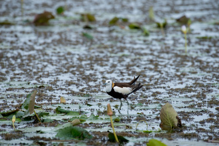 Pheasant-tailed Jacana is the most beautiful waterbird with long tail lived, walk on floating vegetation in shallow lakesの写真素材