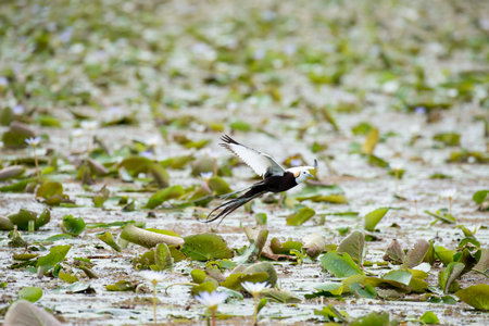 Pheasant-tailed Jacana is the most beautiful waterbird with long tail lived, walk on floating vegetation in shallow lakesの写真素材