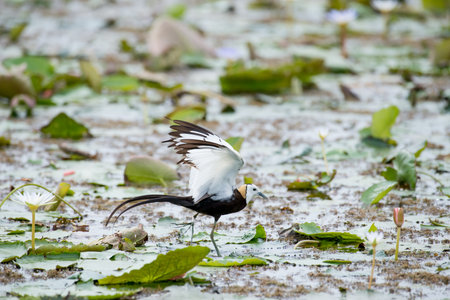 Pheasant-tailed Jacana is the most beautiful waterbird with long tail lived, walk on floating vegetation in shallow lakesの写真素材