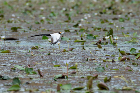 Pheasant-tailed Jacana is the most beautiful waterbird with long tail lived, walk on floating vegetation in shallow lakesの写真素材