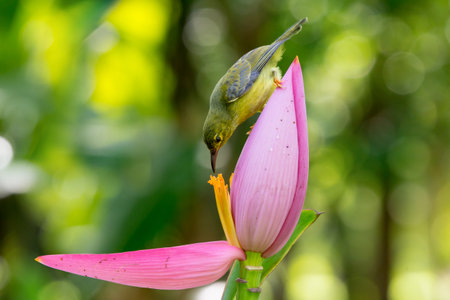 Brown-throated Sunbird or Plain-throated Sunbird on Flowering banana with green blur backgroundの写真素材