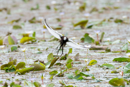 Pheasant-tailed Jacana is the most beautiful waterbird with long tail lived, walk on floating vegetation in shallow lakesの写真素材