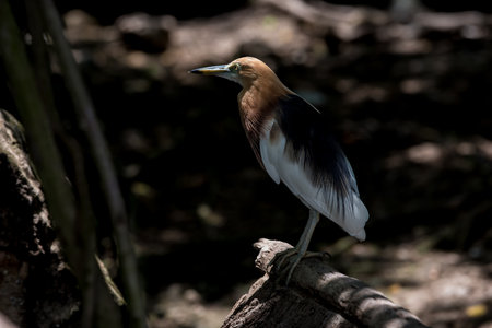 Javan Pond Heron