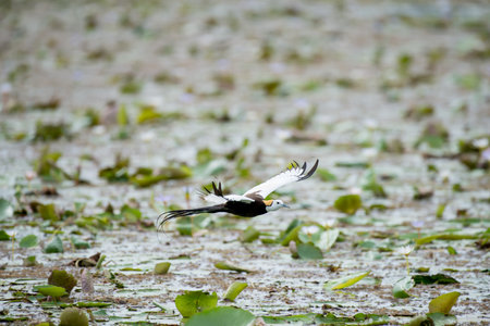 Pheasant-tailed Jacana is the most beautiful waterbird with long tail lived, walk on floating vegetation in shallow lakesの写真素材
