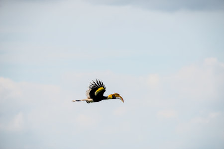 Flying great hornbill at Khao Yai national park, THAILANDの写真素材