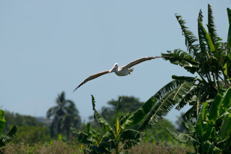 Flying spot billed pelican or grey pelican in Thailandの写真素材