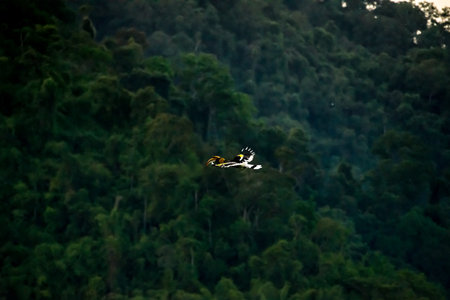 Flying great hornbill at Khao Yai national park, THAILANDの写真素材