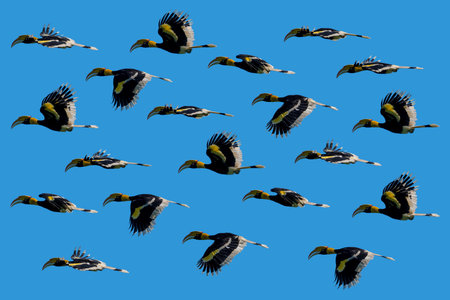 Flying great hornbillの写真素材